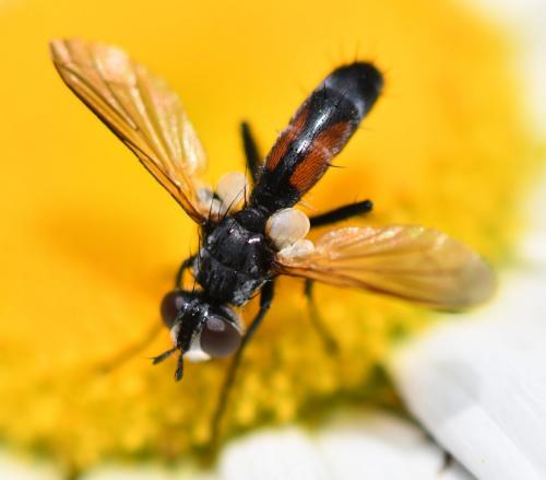 Cylindromyia sp.